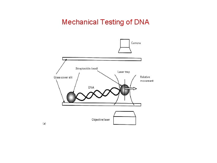 Mechanical Testing of DNA 