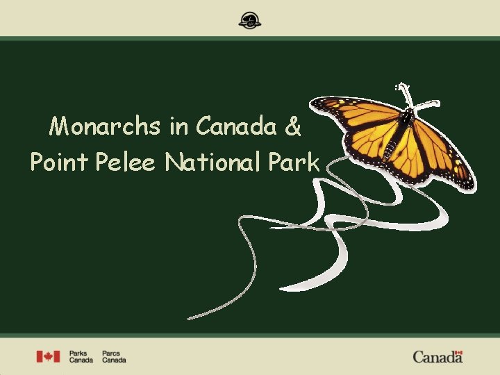 Monarchs in Canada & Point Pelee National Park 