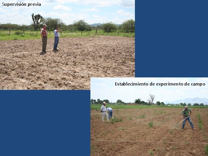 Supervisión previa Establecimiento de experimento de campo Supervisión previa Establecimiento de experimento de campo