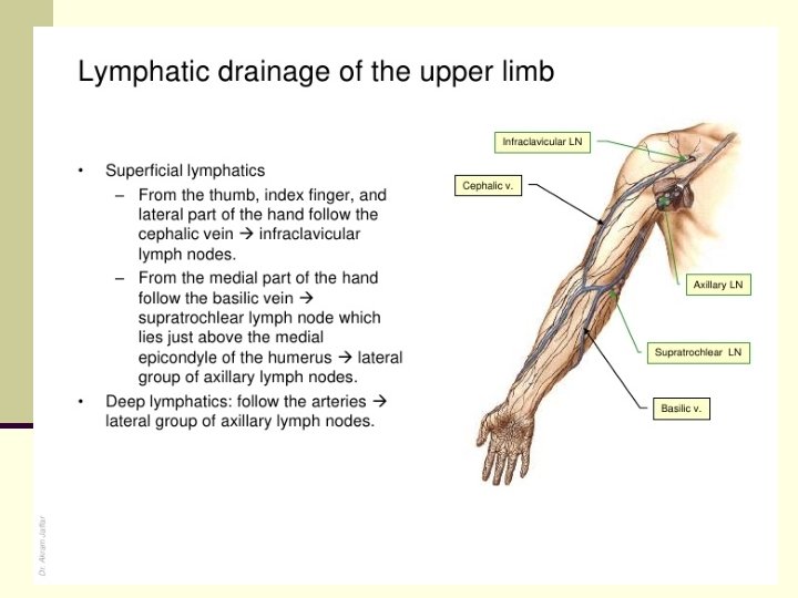 lymphatic drainage of upper limb)