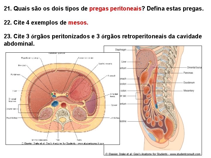 21. Quais são os dois tipos de pregas peritoneais? Defina estas pregas. 22. Cite 21. Quais são os dois tipos de pregas peritoneais? Defina estas pregas. 22. Cite