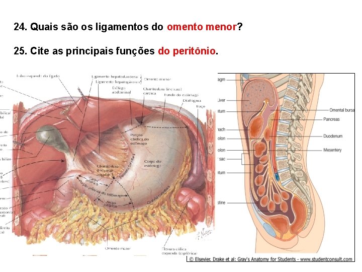 24. Quais são os ligamentos do omento menor? 25. Cite as principais funções do 24. Quais são os ligamentos do omento menor? 25. Cite as principais funções do