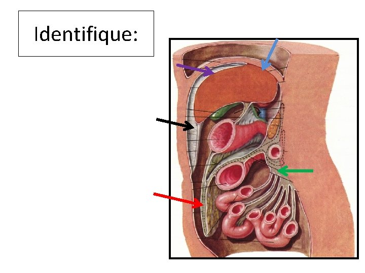 Identifique: Identifique: