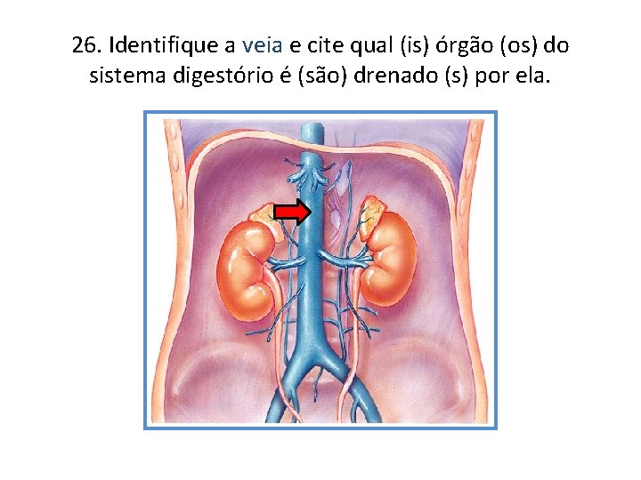 26. Identifique a veia e cite qual (is) órgão (os) do sistema digestório é 26. Identifique a veia e cite qual (is) órgão (os) do sistema digestório é