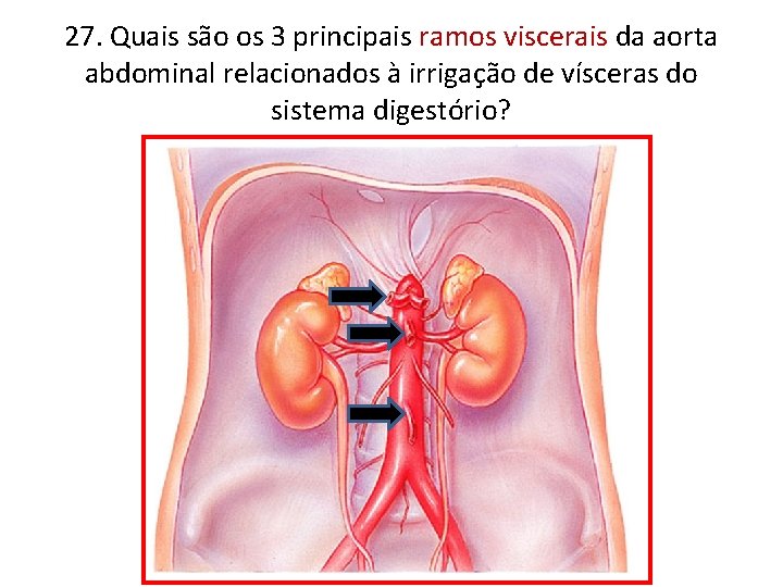 27. Quais são os 3 principais ramos viscerais da aorta abdominal relacionados à irrigação 27. Quais são os 3 principais ramos viscerais da aorta abdominal relacionados à irrigação