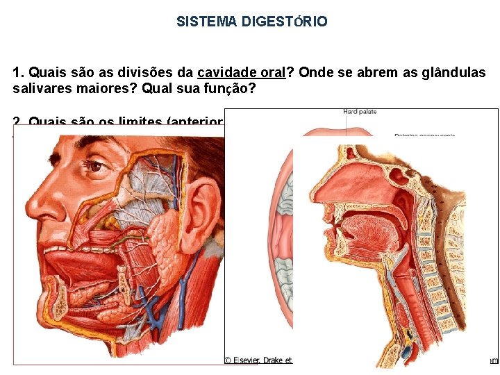 SISTEMA DIGESTÓRIO 1. Quais são as divisões da cavidade oral? Onde se abrem as SISTEMA DIGESTÓRIO 1. Quais são as divisões da cavidade oral? Onde se abrem as