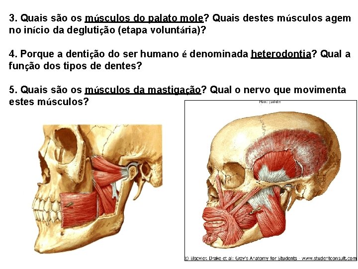 3. Quais são os músculos do palato mole? Quais destes músculos agem no início 3. Quais são os músculos do palato mole? Quais destes músculos agem no início