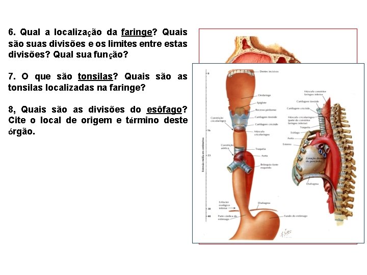 6. Qual a localização da faringe? Quais são suas divisões e os limites entre 6. Qual a localização da faringe? Quais são suas divisões e os limites entre