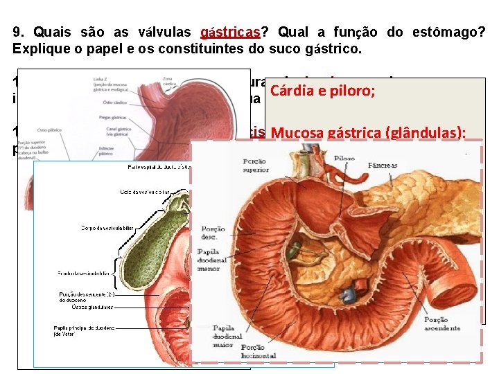 9. Quais são as válvulas gástricas? Qual a função do estômago? Explique o papel 9. Quais são as válvulas gástricas? Qual a função do estômago? Explique o papel