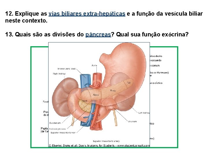 12. Explique as vias biliares extra-hepáticas e a função da vesícula biliar neste contexto. 12. Explique as vias biliares extra-hepáticas e a função da vesícula biliar neste contexto.