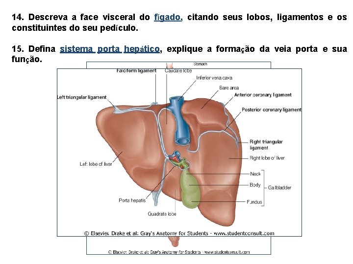 14. Descreva a face visceral do fígado, citando seus lobos, ligamentos e os constituintes 14. Descreva a face visceral do fígado, citando seus lobos, ligamentos e os constituintes