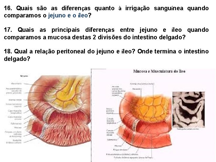 16. Quais são as diferenças quanto à irrigação sanguínea quando comparamos o jejuno e 16. Quais são as diferenças quanto à irrigação sanguínea quando comparamos o jejuno e
