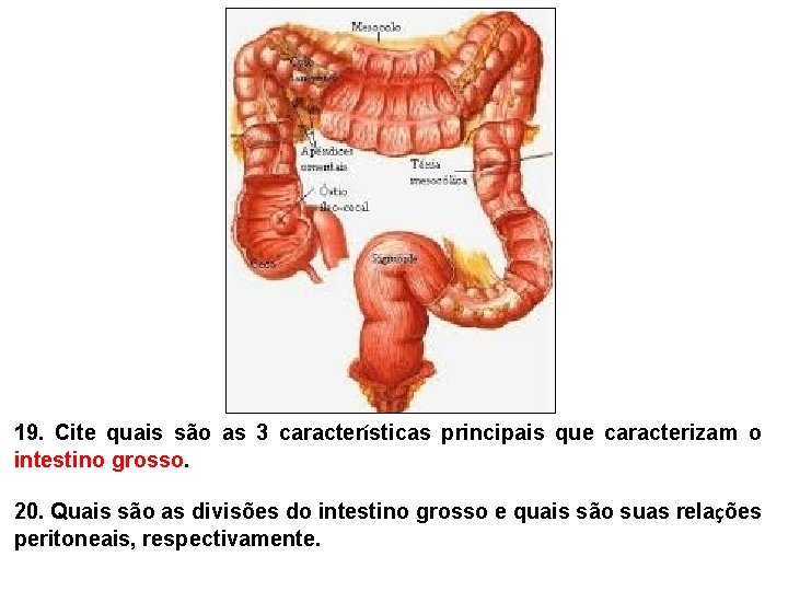 19. Cite quais são as 3 características principais que caracterizam o intestino grosso. 20. 19. Cite quais são as 3 características principais que caracterizam o intestino grosso. 20.