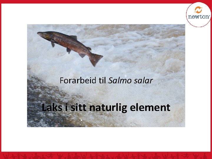 Forarbeid til Salmo salar Laks i sitt naturlig element 