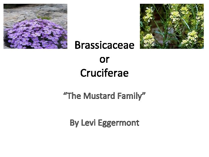 Brassicaceae or Cruciferae “The Mustard Family” By Levi Eggermont 