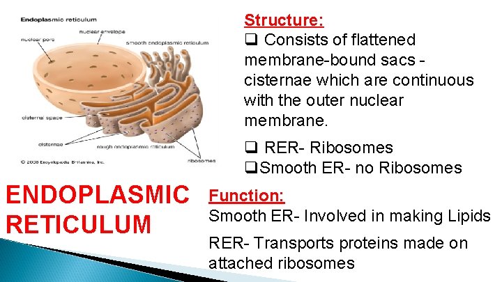 Structure: q Consists of flattened membrane-bound sacs cisternae which are continuous with the outer Structure: q Consists of flattened membrane-bound sacs cisternae which are continuous with the outer