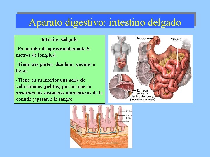 Aparato digestivo: intestino delgado Intestino delgado -Es un tubo de aproximadamente 6 metros de