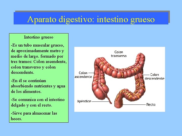 Aparato digestivo: intestino grueso Intestino grueso -Es un tubo muscular grueso, de aproximadamente metro