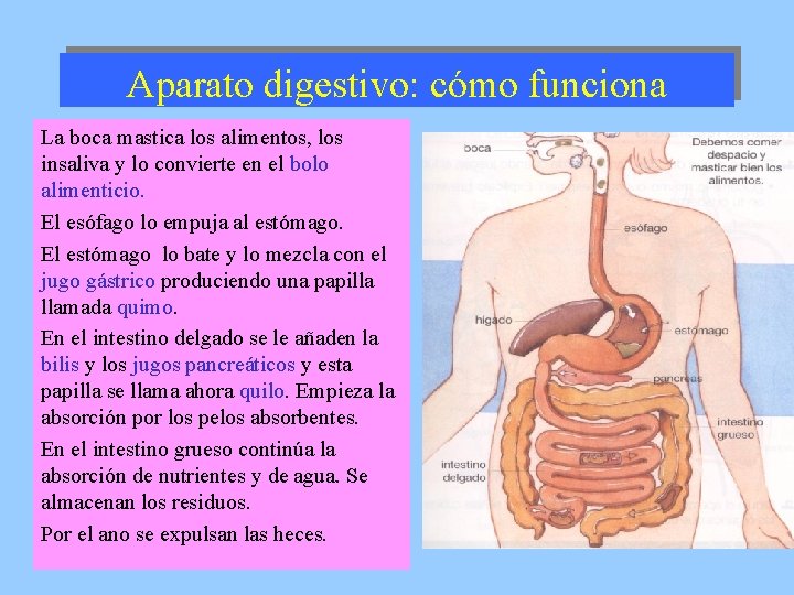 Aparato digestivo: cómo funciona La boca mastica los alimentos, los insaliva y lo convierte