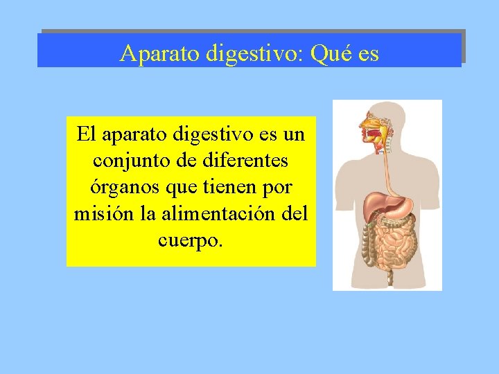 Aparato digestivo: Qué es El aparato digestivo es un conjunto de diferentes órganos que