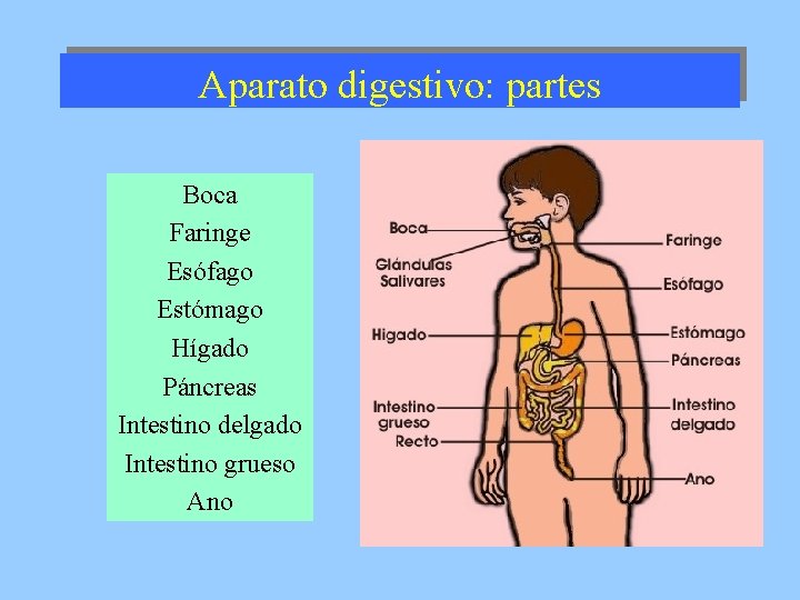 Aparato digestivo: partes Boca Faringe Esófago Estómago Hígado Páncreas Intestino delgado Intestino grueso Ano