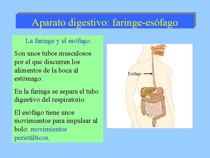 Aparato digestivo: faringe-esófago La faringe y el esófago. Son unos tubos musculosos por el