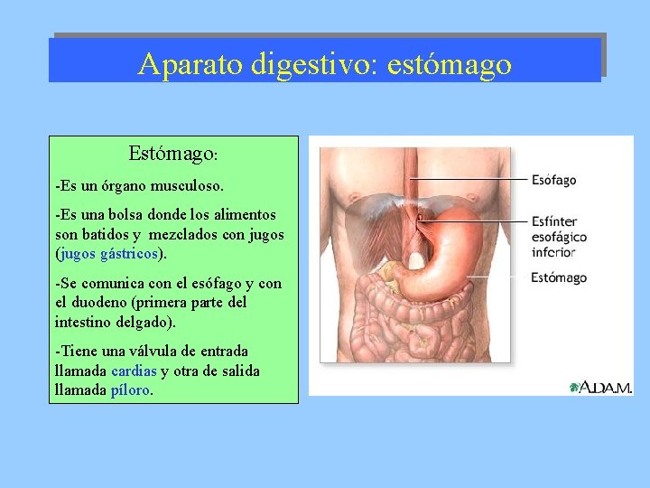 Aparato digestivo: estómago Estómago: -Es un órgano musculoso. -Es una bolsa donde los alimentos