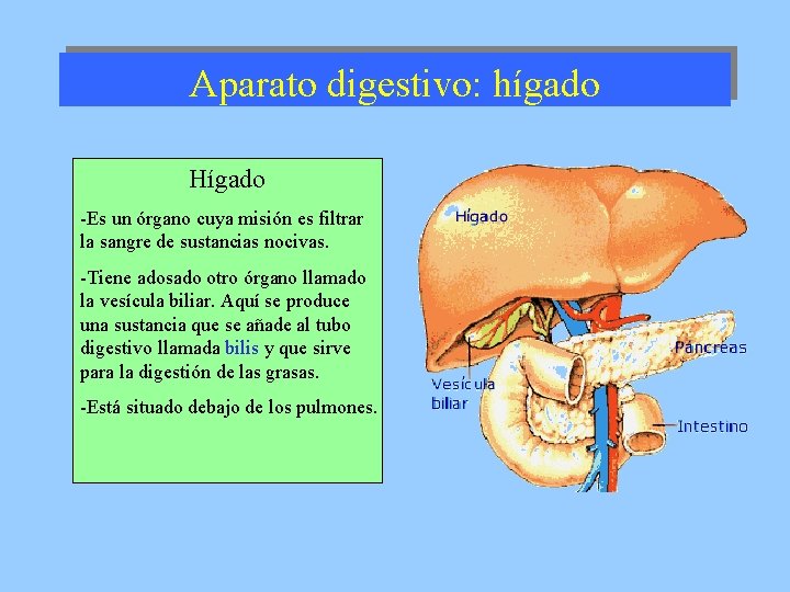 Aparato digestivo: hígado Hígado -Es un órgano cuya misión es filtrar la sangre de