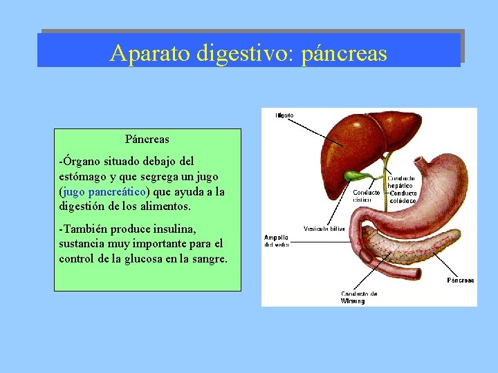 Aparato digestivo: páncreas Páncreas -Órgano situado debajo del estómago y que segrega un jugo