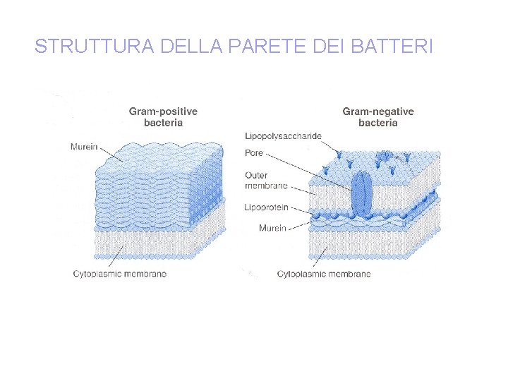 STRUTTURA DELLA PARETE DEI BATTERI 