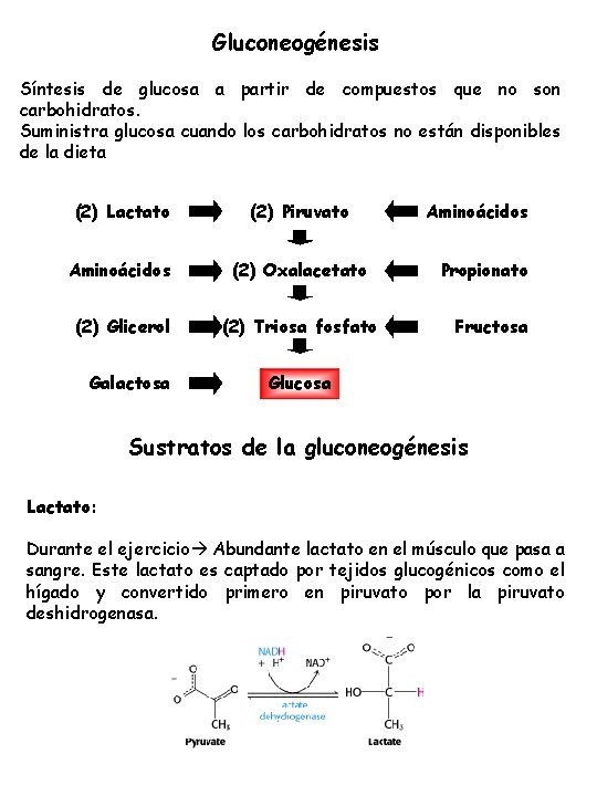 Gluconeogénesis Síntesis de glucosa a partir de compuestos que no son carbohidratos. Suministra glucosa