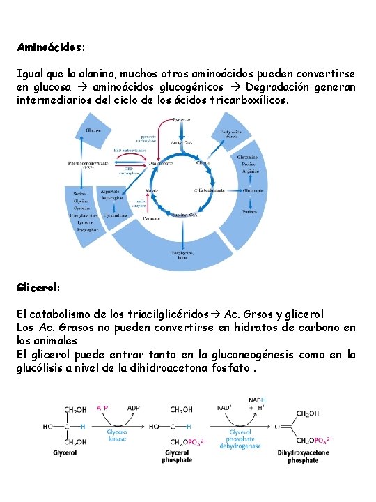 Aminoácidos: Igual que la alanina, muchos otros aminoácidos pueden convertirse en glucosa aminoácidos glucogénicos Aminoácidos: Igual que la alanina, muchos otros aminoácidos pueden convertirse en glucosa aminoácidos glucogénicos