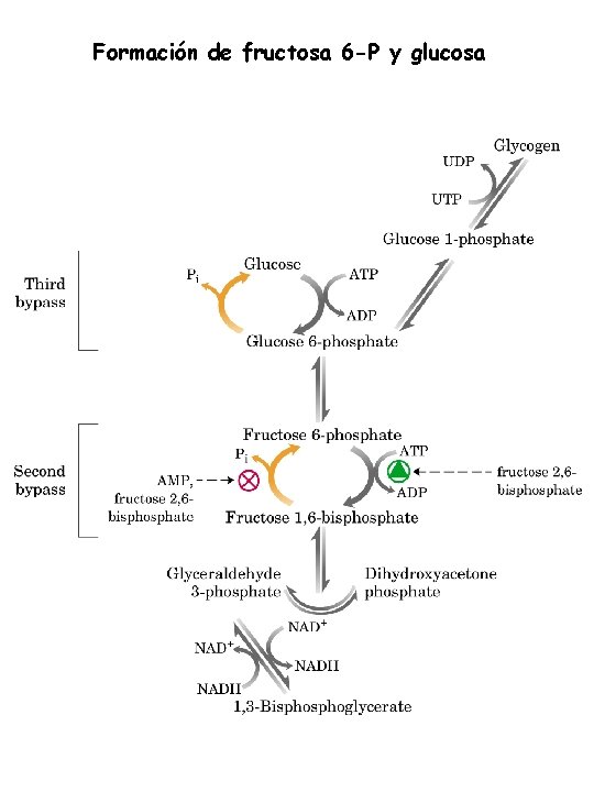 Formación de fructosa 6 -P y glucosa 