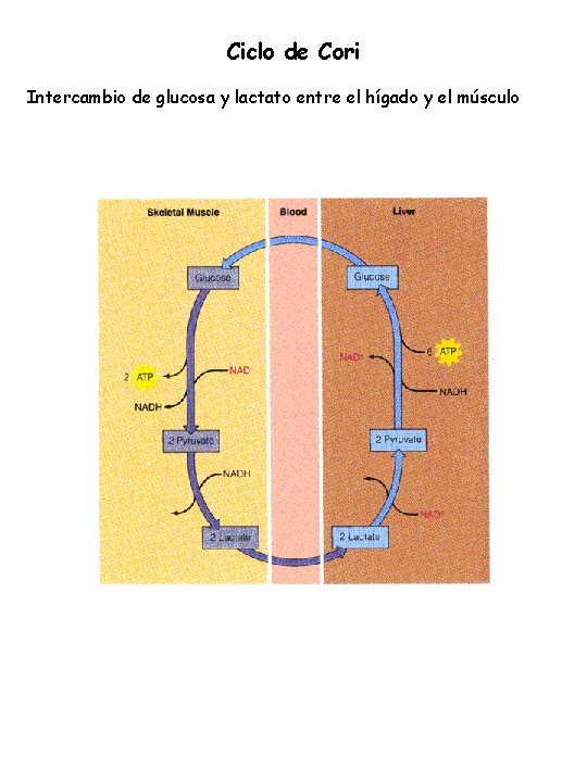 Ciclo de Cori Intercambio de glucosa y lactato entre el hígado y el músculo Ciclo de Cori Intercambio de glucosa y lactato entre el hígado y el músculo
