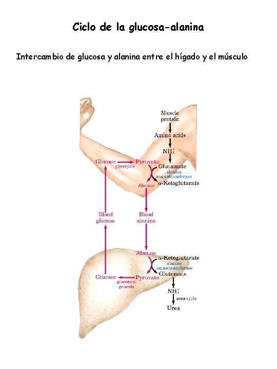 Ciclo de la glucosa-alanina Intercambio de glucosa y alanina entre el hígado y el