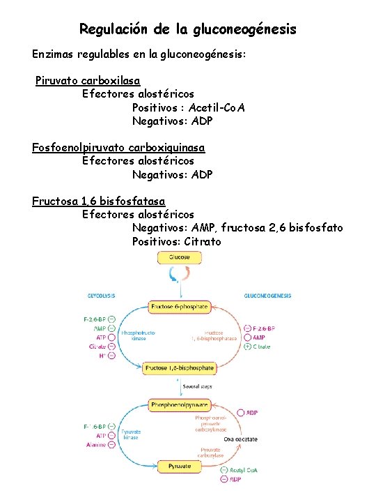 Regulación de la gluconeogénesis Enzimas regulables en la gluconeogénesis: Piruvato carboxilasa Efectores alostéricos Positivos