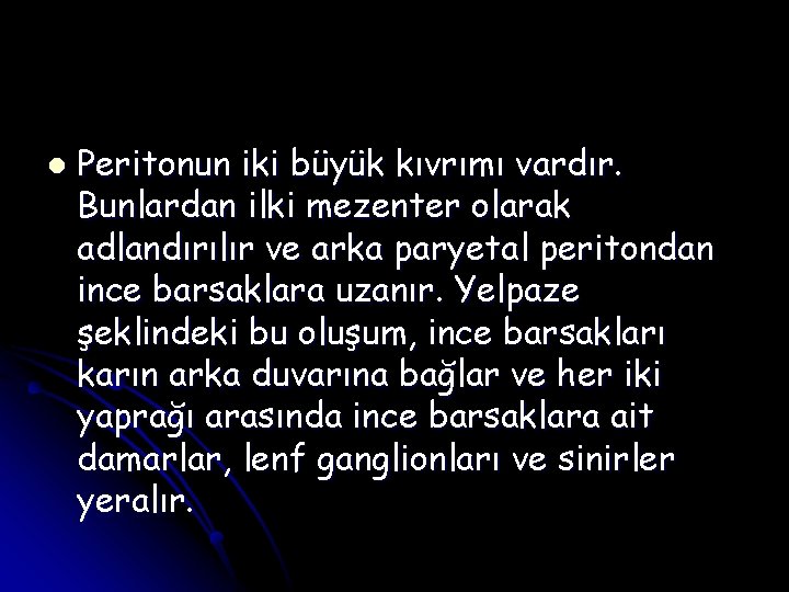 l Peritonun iki büyük kıvrımı vardır. Bunlardan ilki mezenter olarak adlandırılır ve arka paryetal