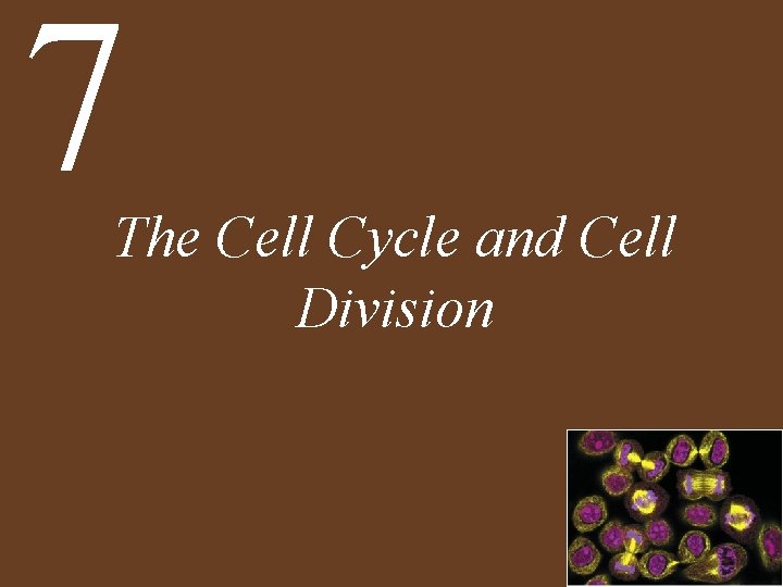 7 The Cell Cycle and Cell Division 