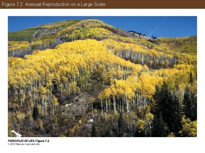 Figure 7. 2 Asexual Reproduction on a Large Scale 