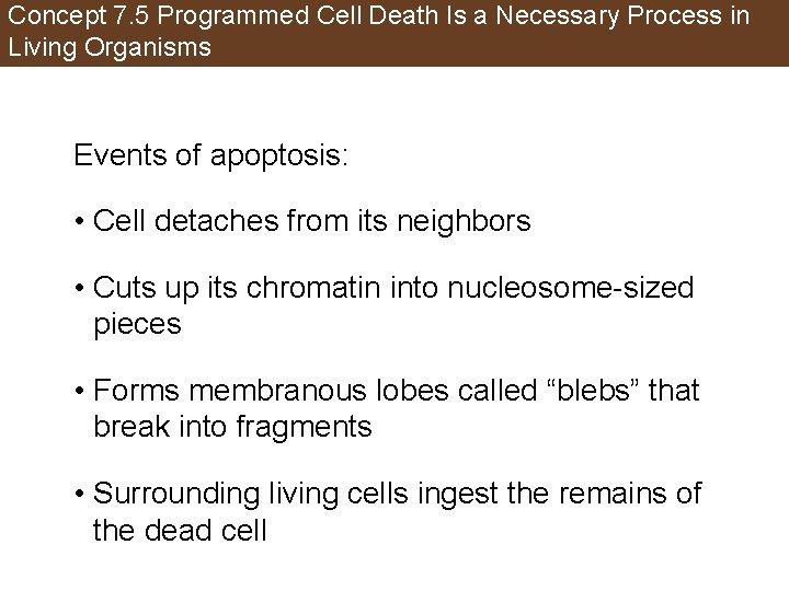 Concept 7. 5 Programmed Cell Death Is a Necessary Process in Living Organisms Events