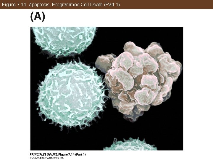 Figure 7. 14 Apoptosis: Programmed Cell Death (Part 1) 