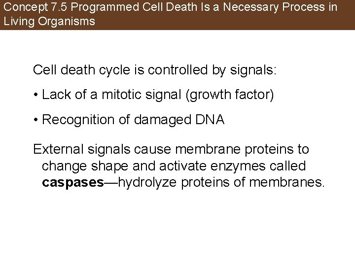 Concept 7. 5 Programmed Cell Death Is a Necessary Process in Living Organisms Cell