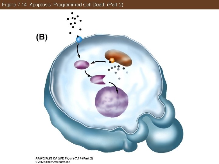 Figure 7. 14 Apoptosis: Programmed Cell Death (Part 2) 