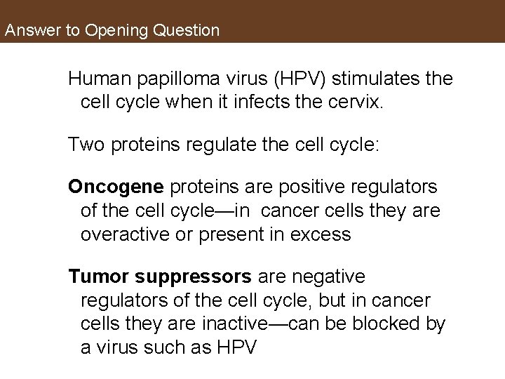 Answer to Opening Question Human papilloma virus (HPV) stimulates the cell cycle when it