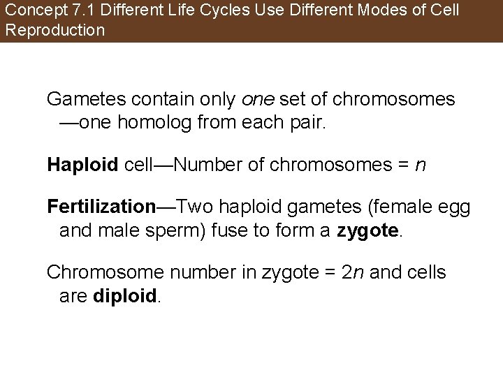 Concept 7. 1 Different Life Cycles Use Different Modes of Cell Reproduction Gametes contain
