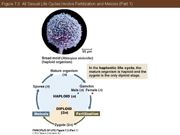 Figure 7. 3 All Sexual Life Cycles Involve Fertilization and Meiosis (Part 1) 