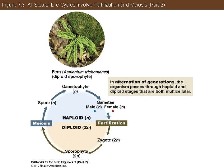 Figure 7. 3 All Sexual Life Cycles Involve Fertilization and Meiosis (Part 2) 