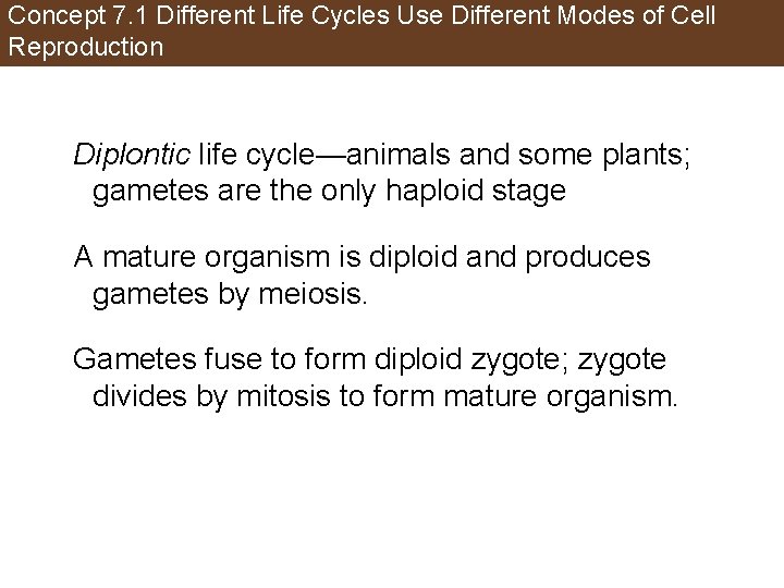 Concept 7. 1 Different Life Cycles Use Different Modes of Cell Reproduction Diplontic life