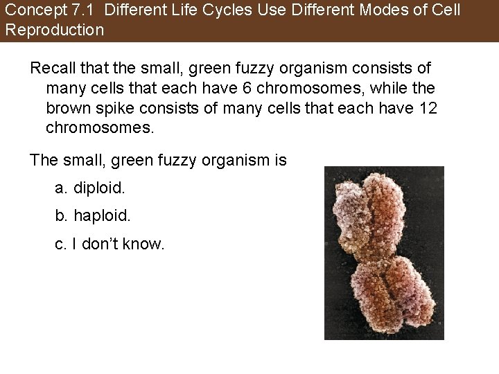 Concept 7. 1 Different Life Cycles Use Different Modes of Cell Reproduction Recall that