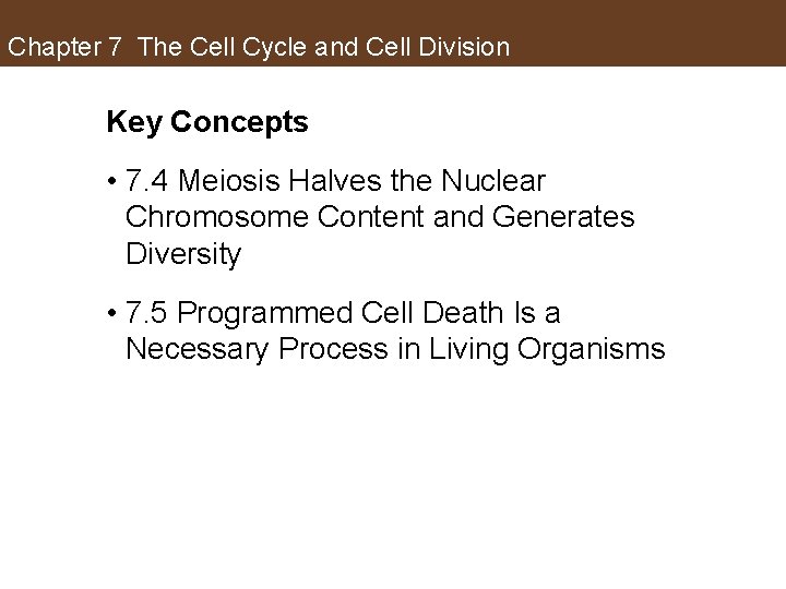Chapter 7 The Cell Cycle and Cell Division Key Concepts • 7. 4 Meiosis